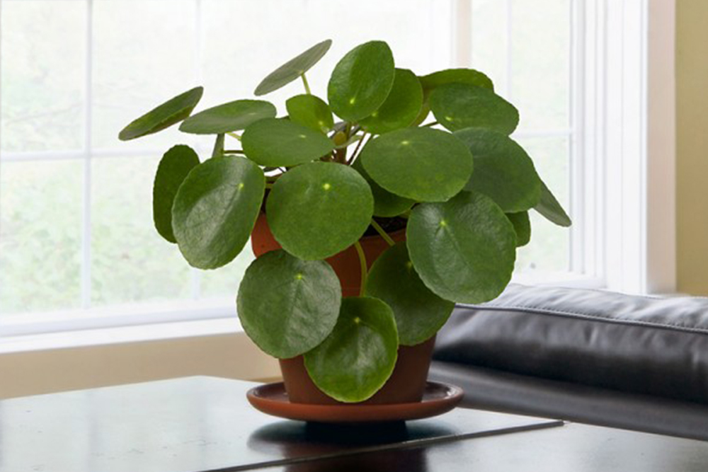 money plant @PeakLife