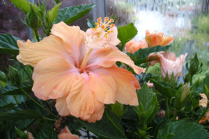tropical hibiscus @PeakLife