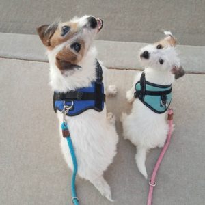 Jesse the Jack Russell