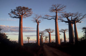 3_Madagascar_baobab