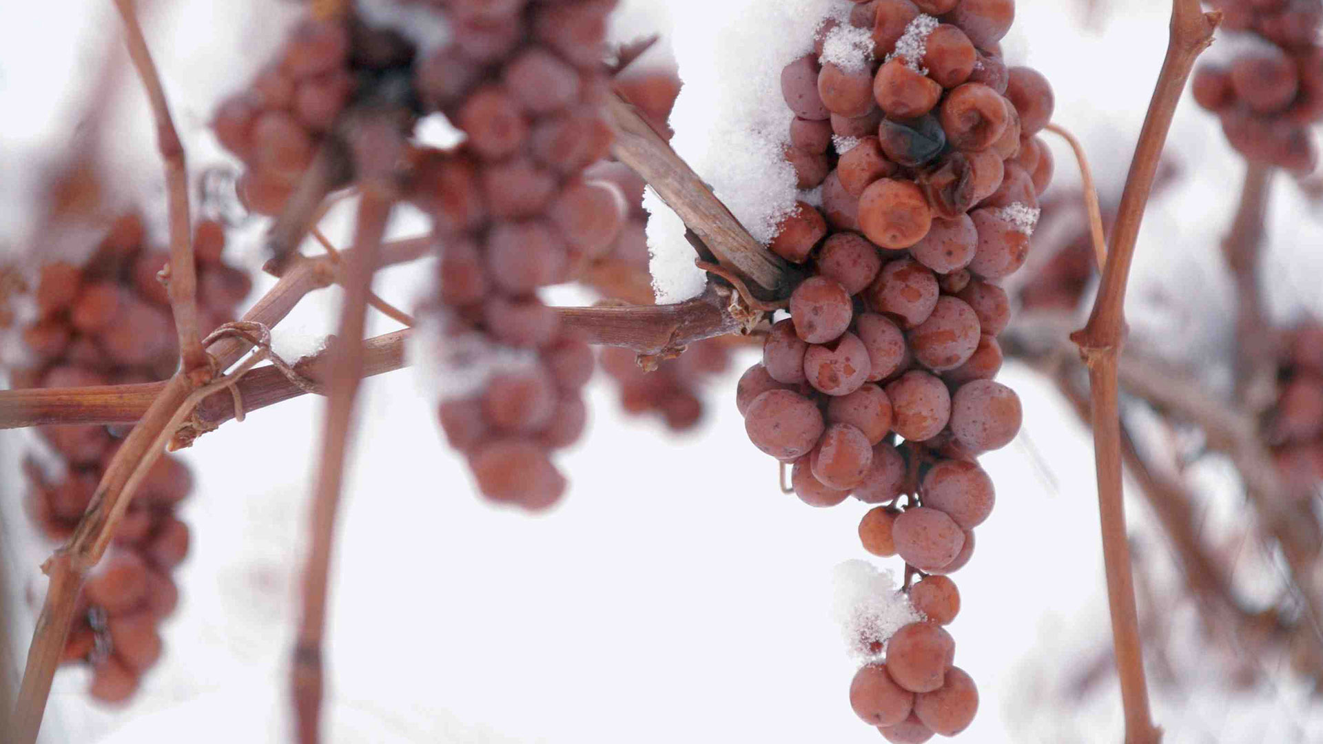 Grape Ice Wine @PeakLife