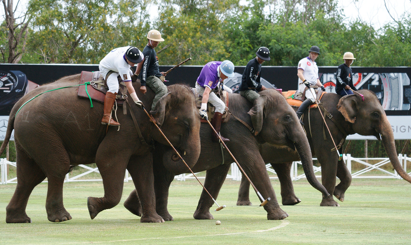 Fjord Golf album Elephant Polo & everything you need to know about this royal sport -  PEAKLIFE