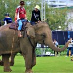 Elephant Polo & everything you need to know about this royal sport