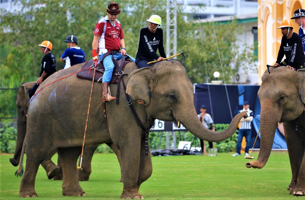 Fjord Golf album Elephant Polo & everything you need to know about this royal sport -  PEAKLIFE