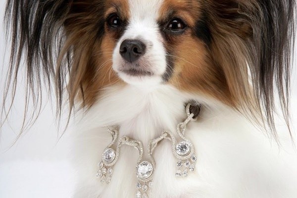 Amour-Amour-Dog-Collars