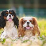 7 pricey dog breeds you might not know about