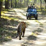 5 Must Visit Safaris in the World