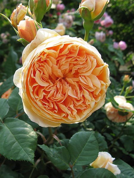 julite rose wikimedia.commons
