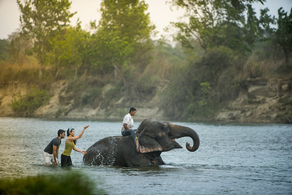 safari's wildlife viewing elephant bathing