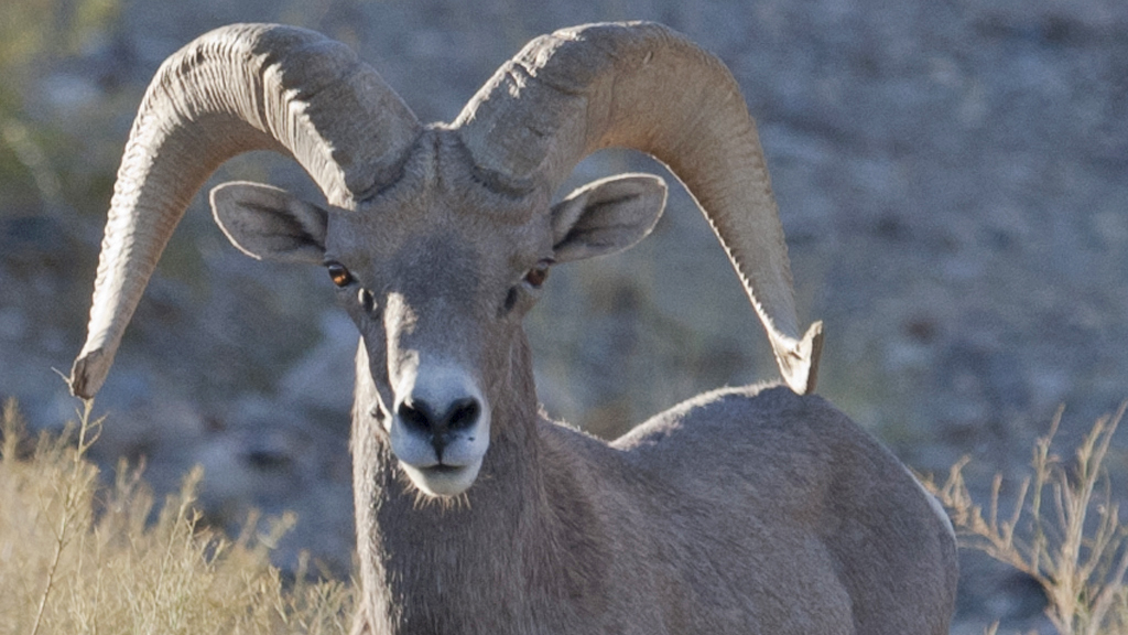 Copyright Sharon K. Schafer/Desert National Wildlife Refuge
