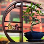 Bonsai – Bringing the Outside In