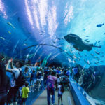 Discover Zoos and Aquariums of San Diego, Virtually