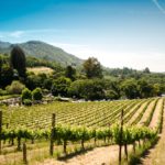 Must Visit Vineyards In Virginia
