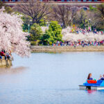 5 Ways To Make The Most Of Your Spring in Washington, DC