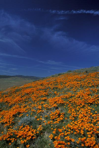 Go Wild in California This Spring-Image 4