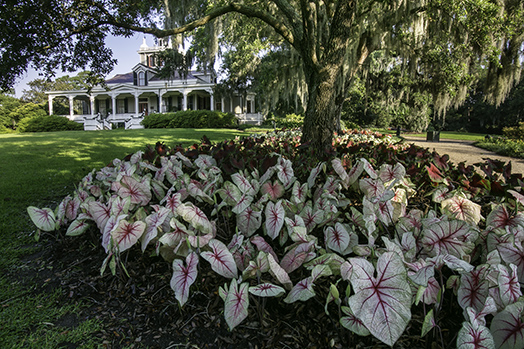 InLaissez Les Bon Temps Rouler A Journey Through Louisiana's 13 Enchanting Regions-Image 2